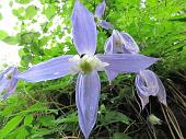 10 Ma ci sono tanti fiori
